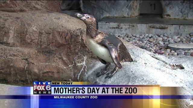 Celebrate Mother`s Day at the Zoo