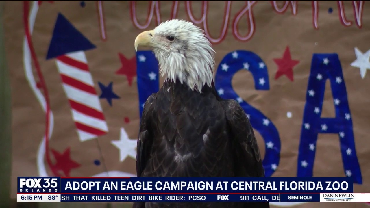 Rescued bald eagle at Central Florida Zoo featured in adoption campaign