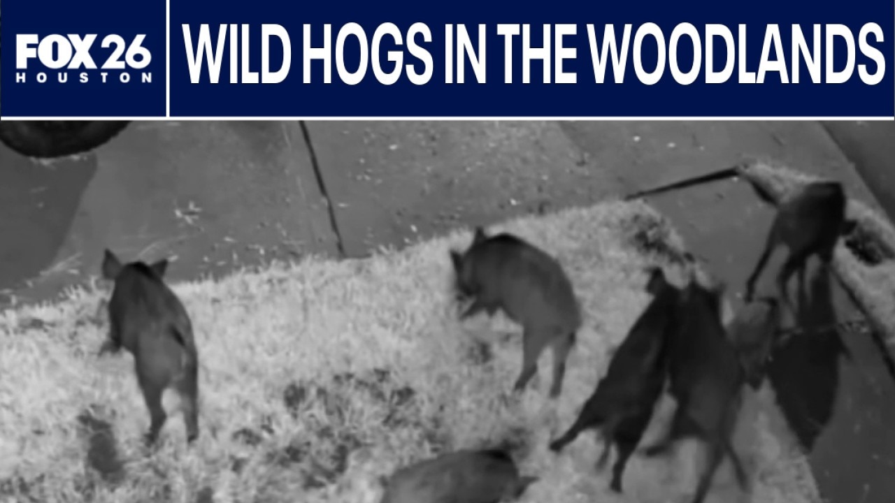 Wild hogs invade Montgomery County neighborhood, residents concerned about safety