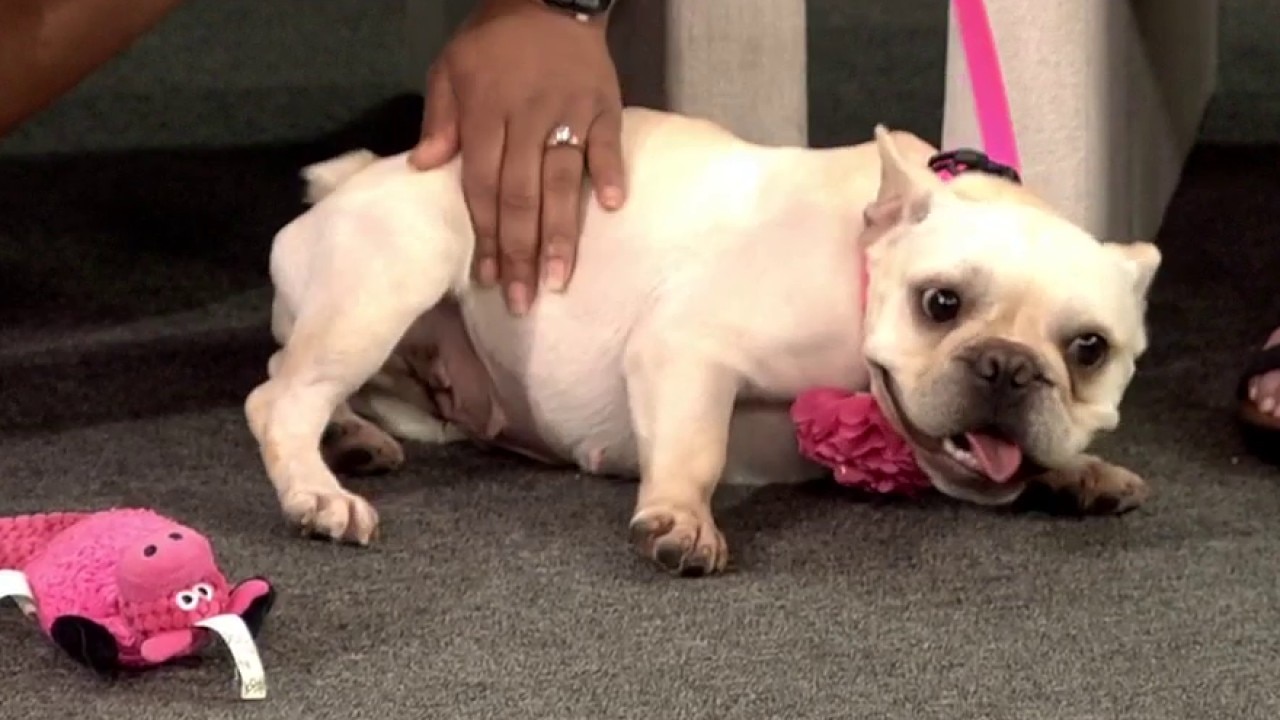Pet of the Week: Meet Snow White