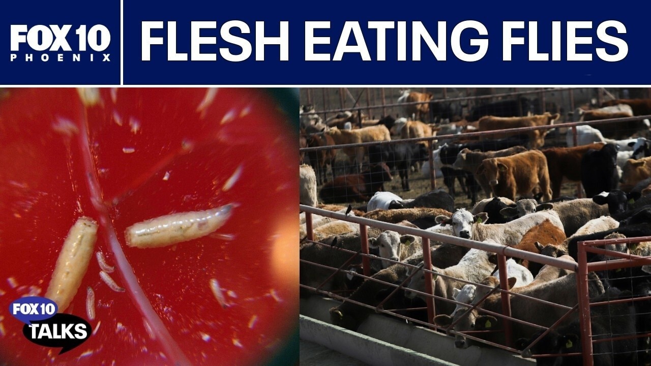 Flesh-eating fly threat in AZ, details on morgue break-in | FOX 10 Talks
