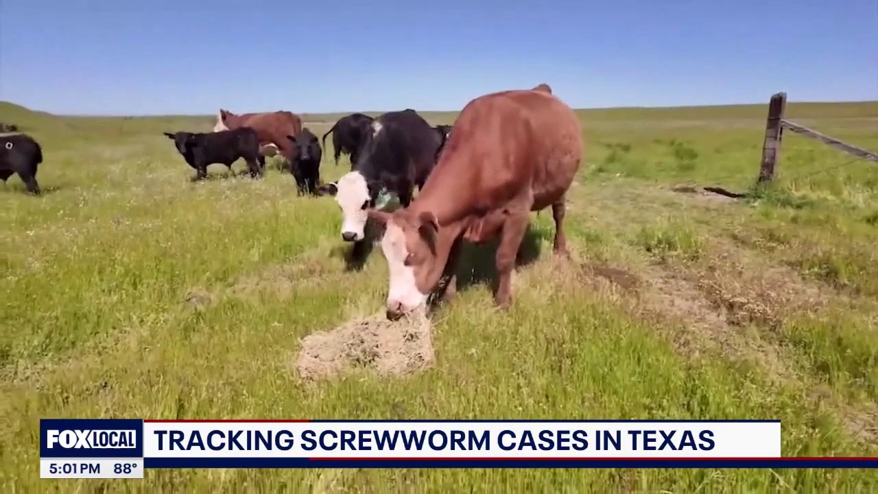 Confirmed cases of new world screwworm in Texas