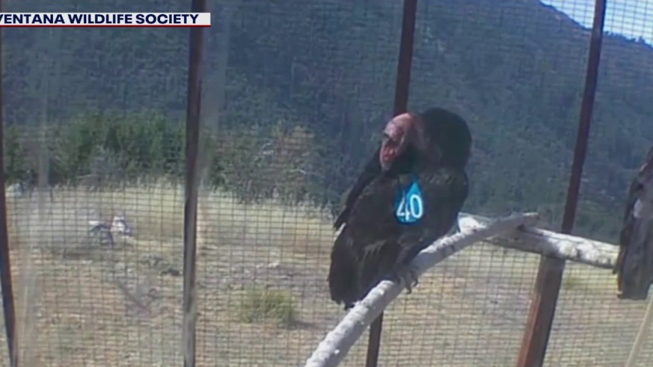 Big Sur's Timber Fire: new evacuations including condor sanctuary 