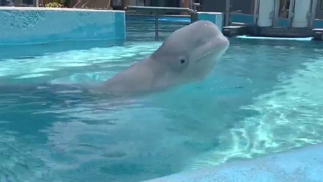 Beluga Whales relocated to SeaWorld San Antonio