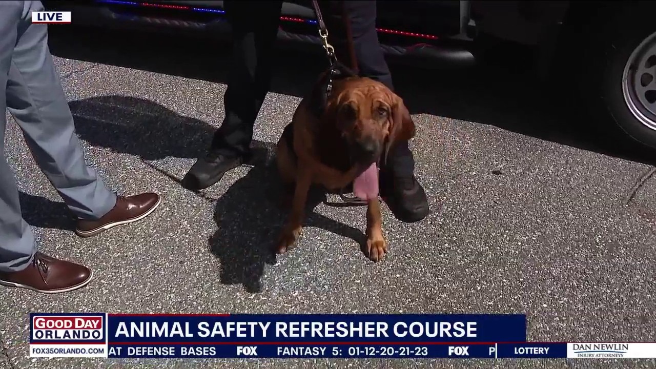 Kissimmee Police update public on keeping dogs safe in summer heat