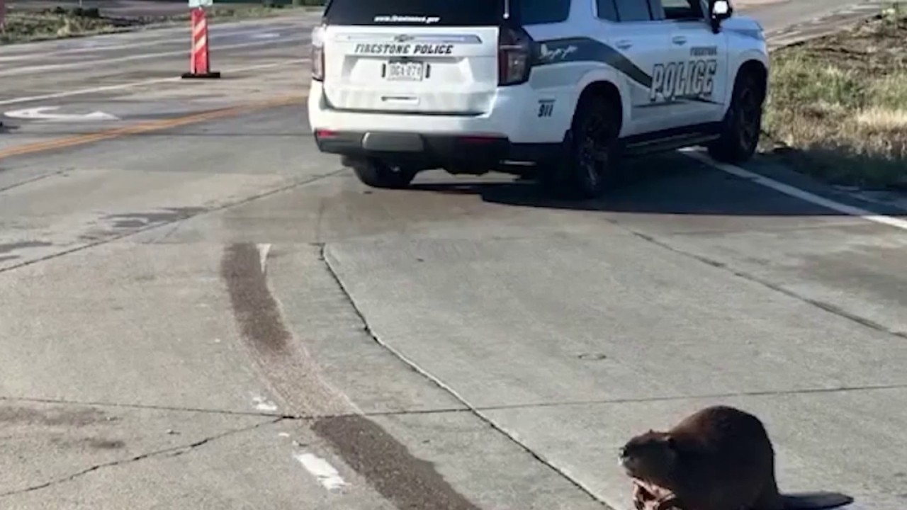 Police confront felonious beaver in Colorado