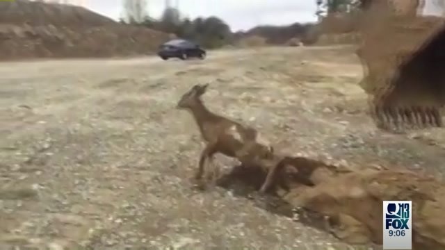Deer rescue in Pierce County