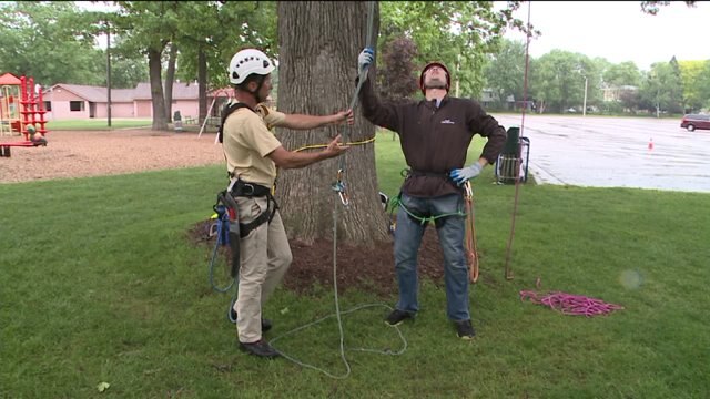 Chip learns how to safely climp into a tree before trimming