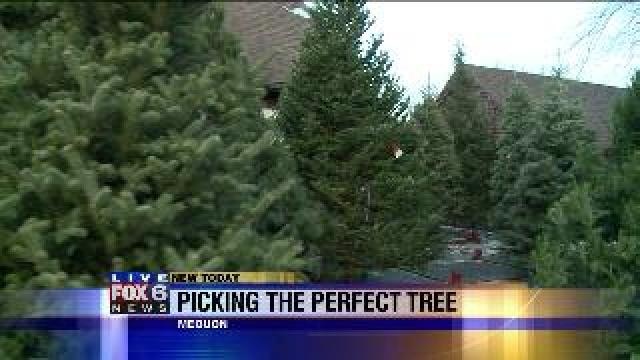 Picking the perfect Christmas tree