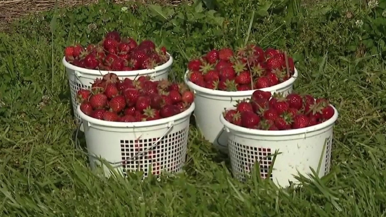 Johnson’s Farm kicks off Strawberry Festival with U-Pick berries and family fun
