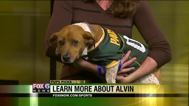 Pups` Picks, PLAYOFF edition: Will Alvin pick the Packers, or the Giants?