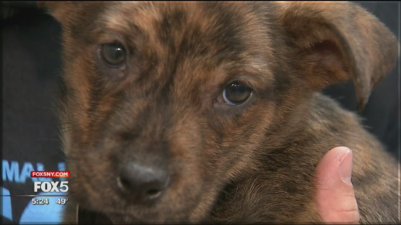 Holiday pet adoption event