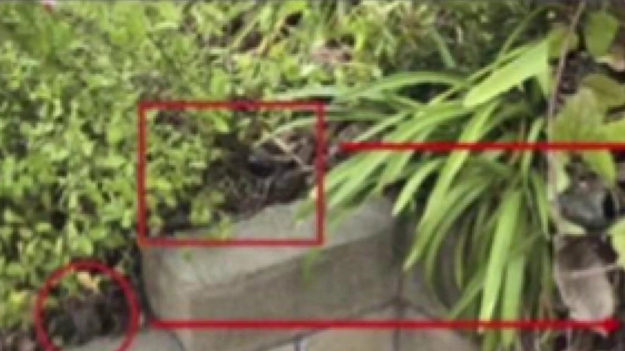 Hidden cameras found in yards during burglary investigation