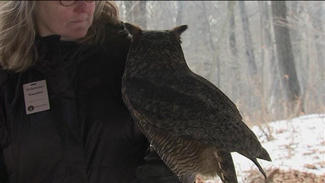Laura enjoys learning about owls as she previews Winter Carnival