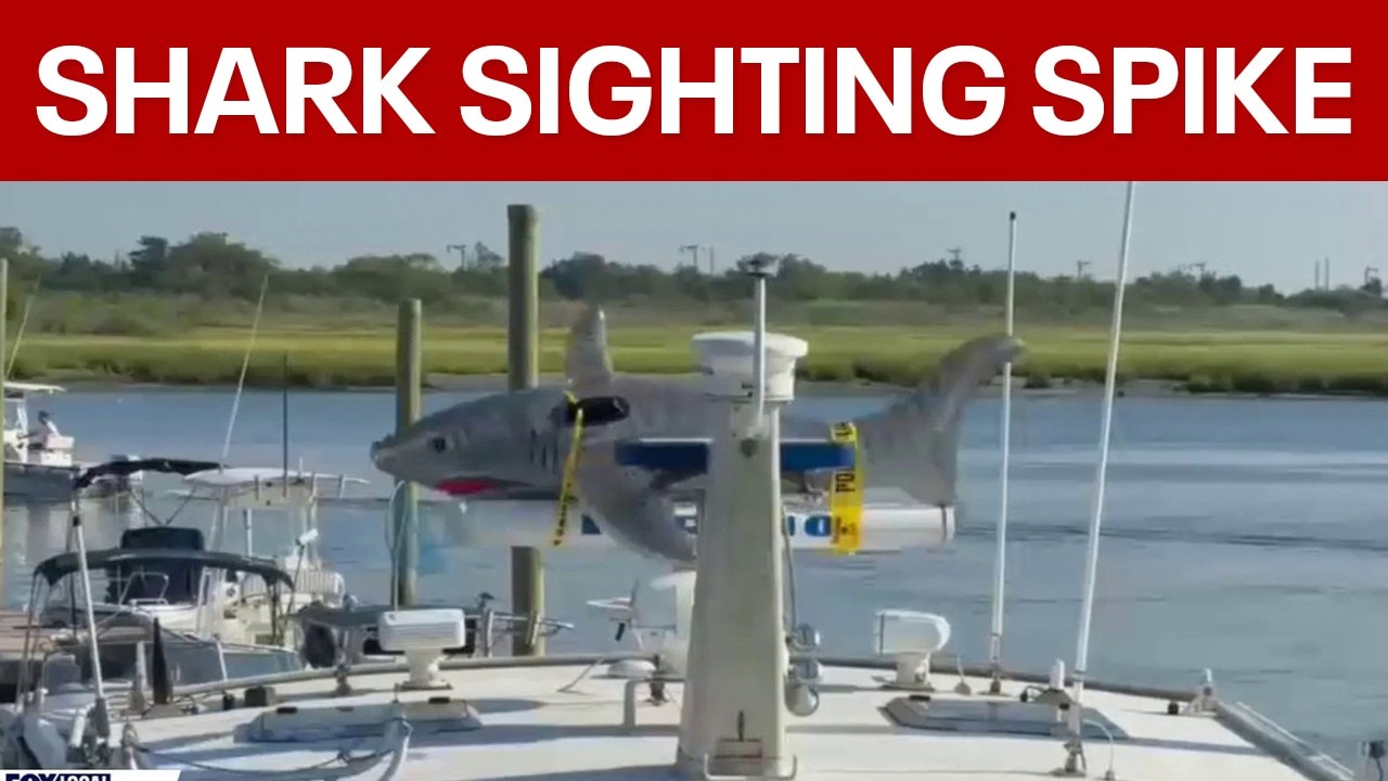 Shark sightings spike up and down East Coast