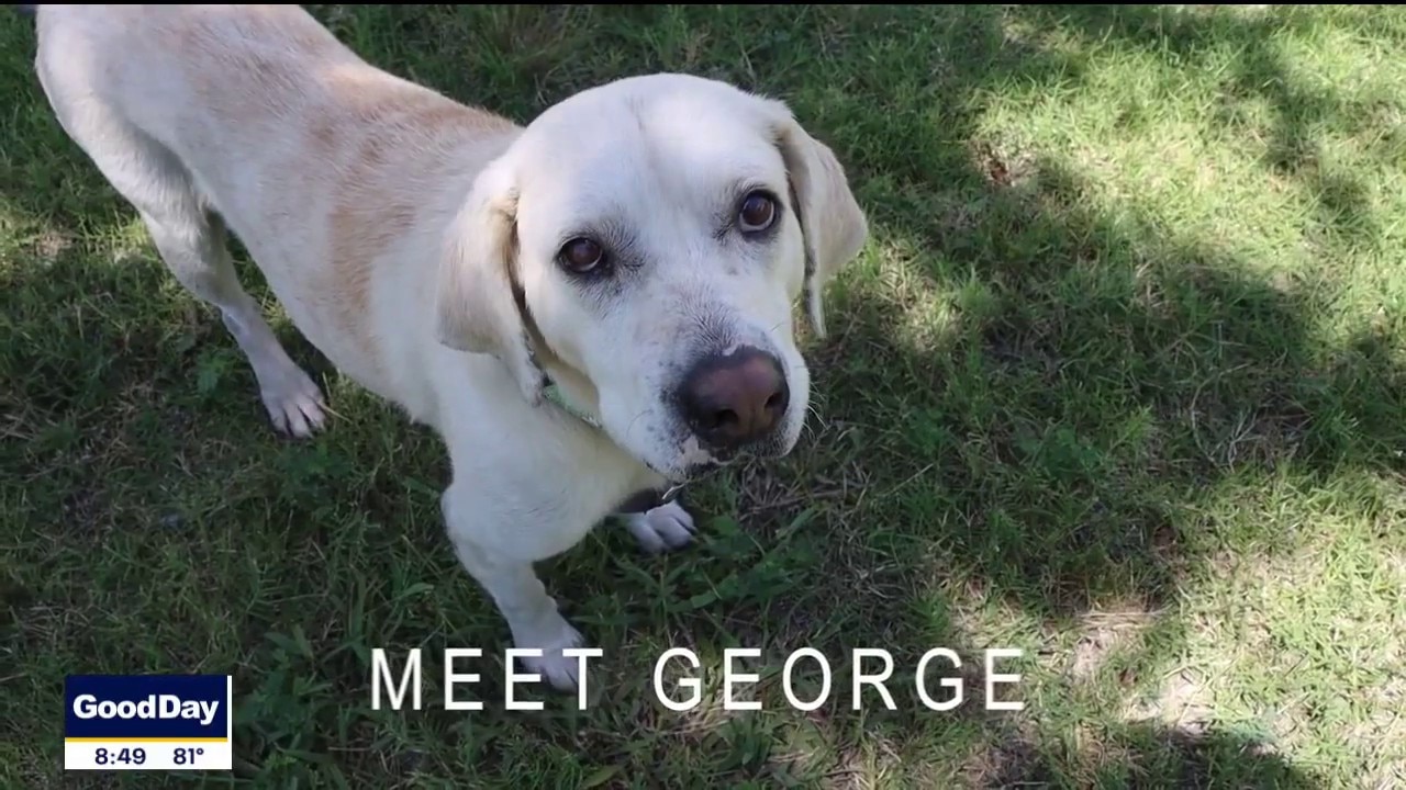 Dog of the Day: George