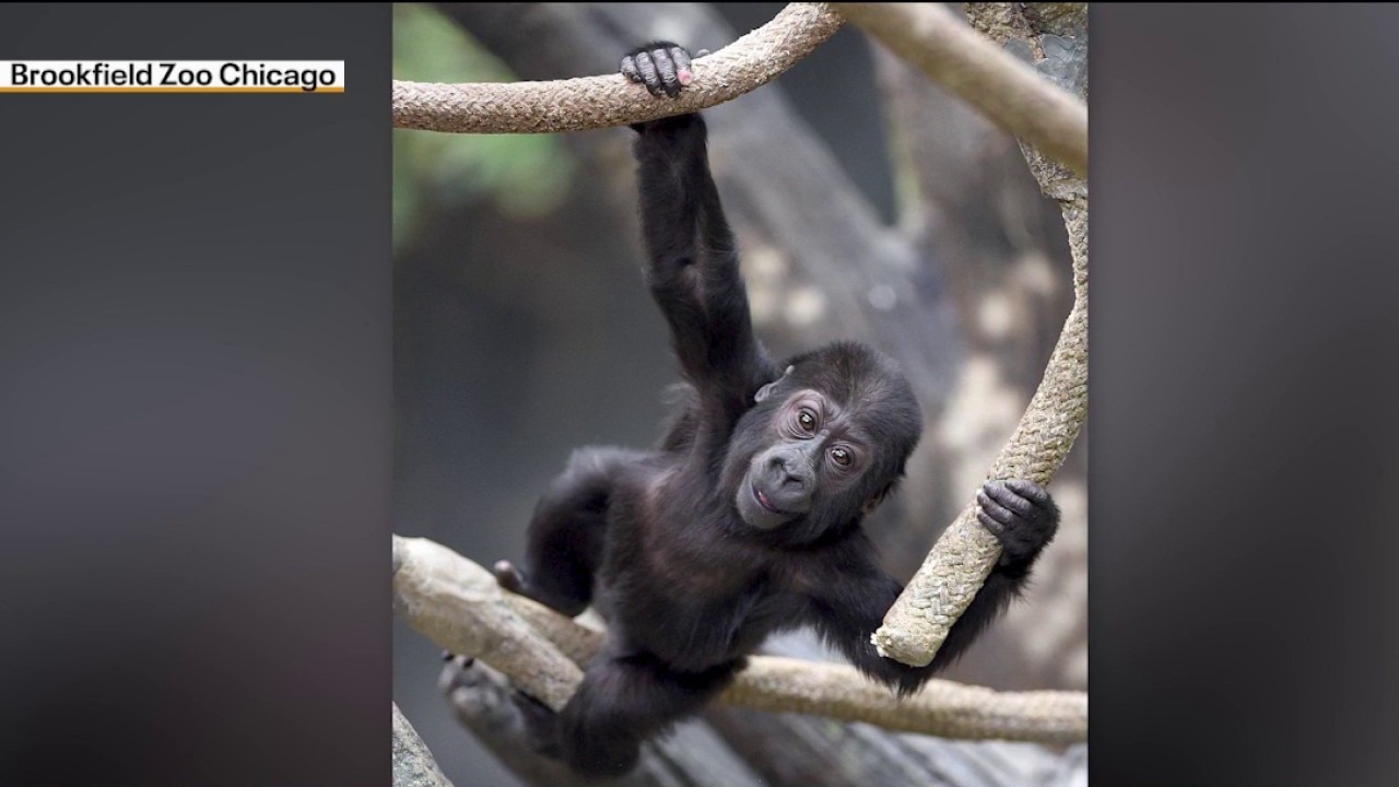 How recycling old electronics can help save endangered gorillas