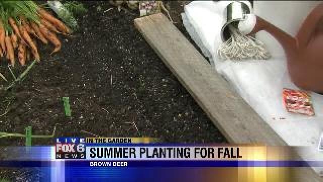 Summer planting for fall