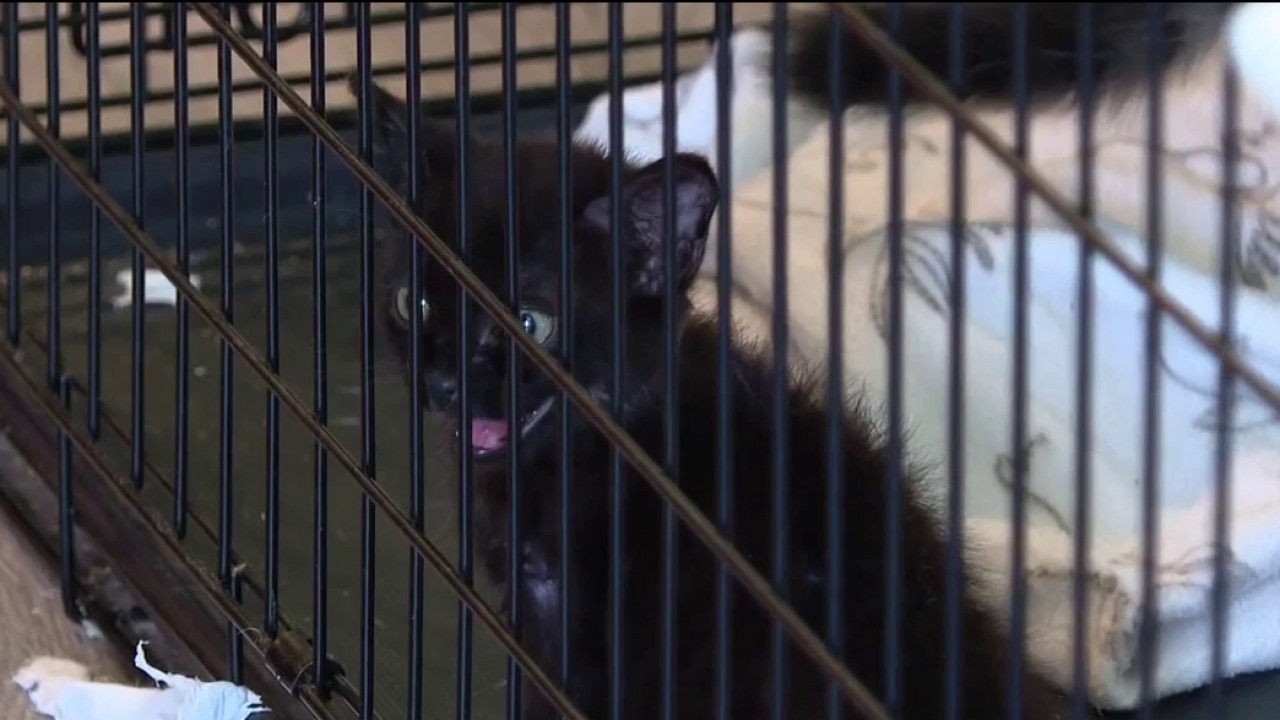 Nonprofit raises animal abandonment awareness