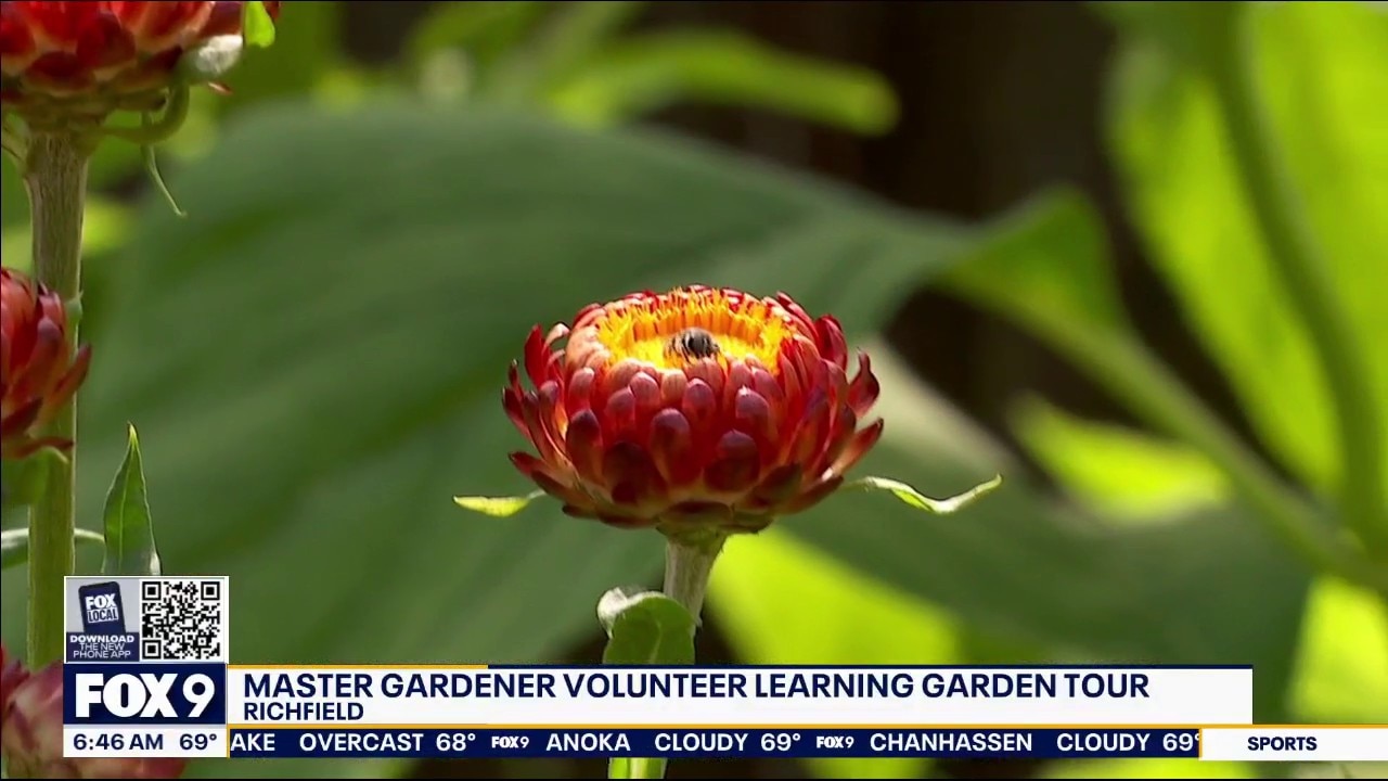 Backyard beauty: cut flower garden in Richfield