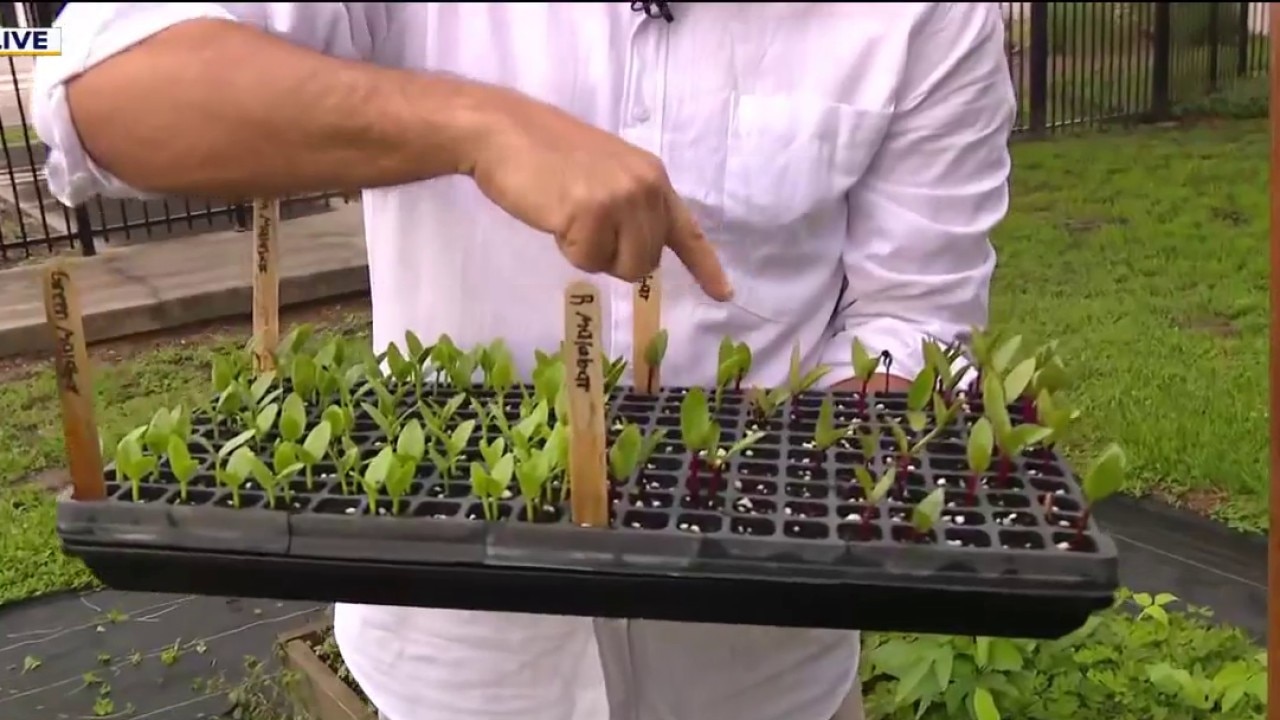 Make natural pesticide for garden