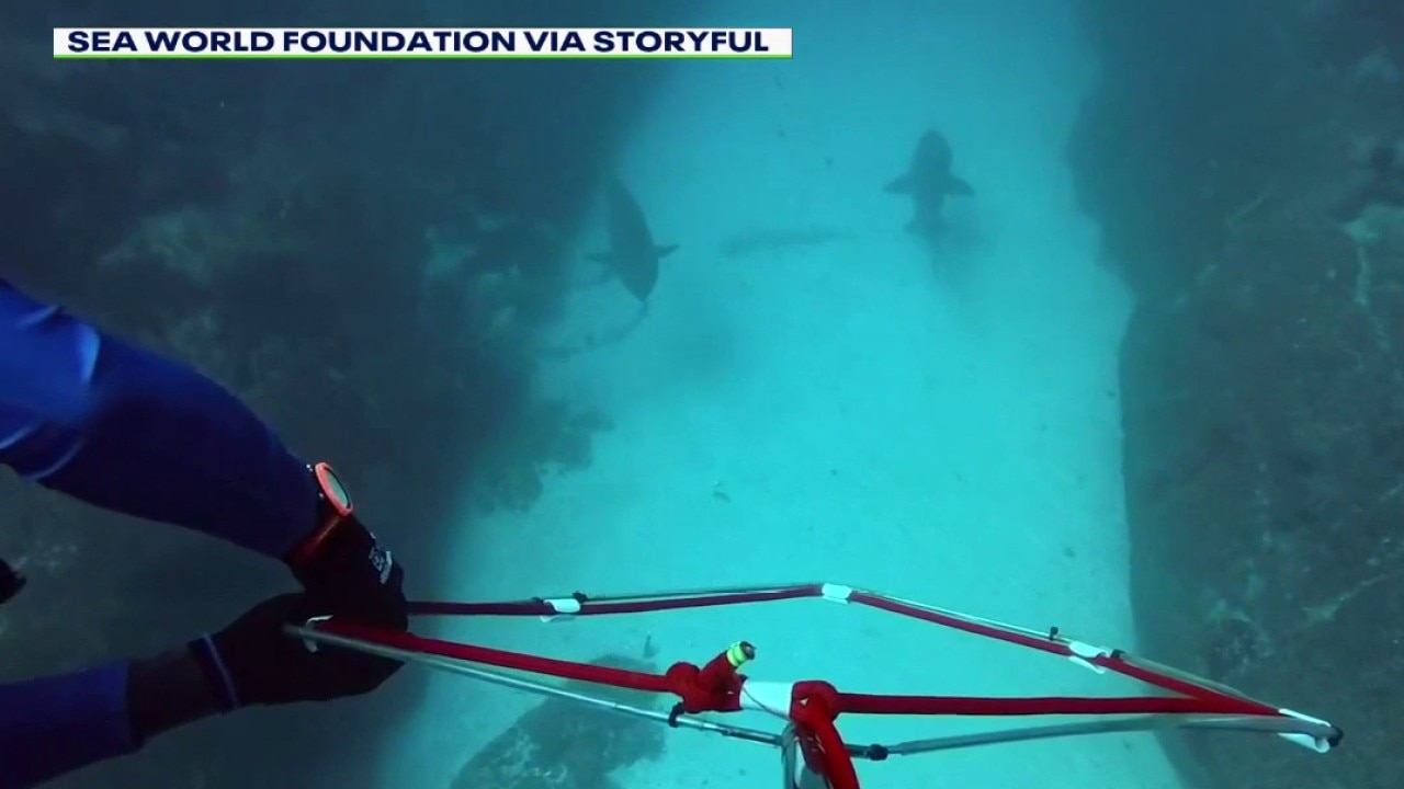 Endangered sharks saved in Australia