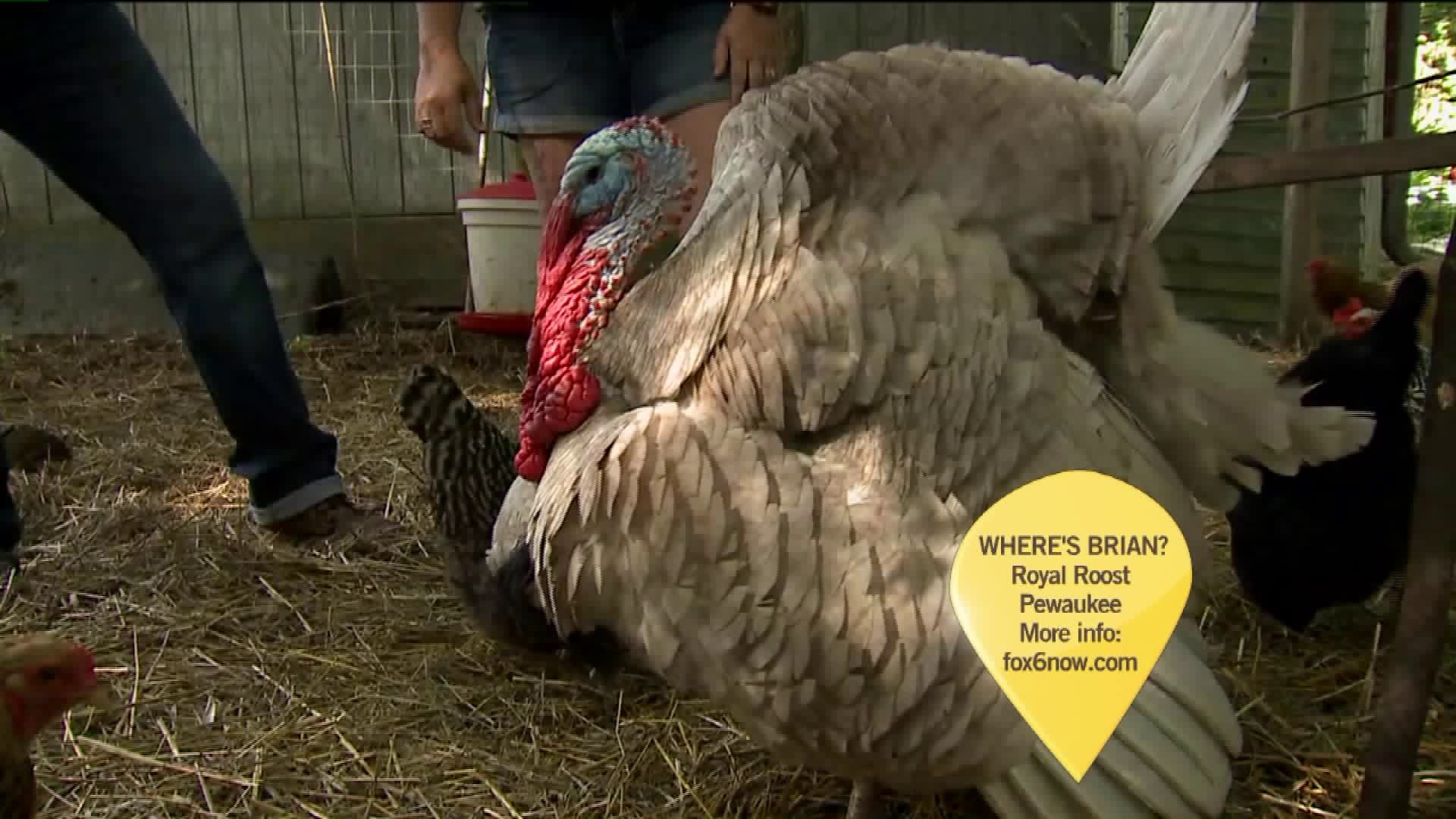 Raise your own chickens
