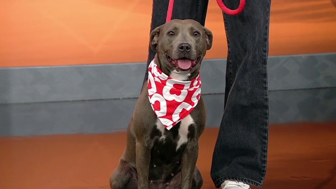 Pet of the day: Little Foot