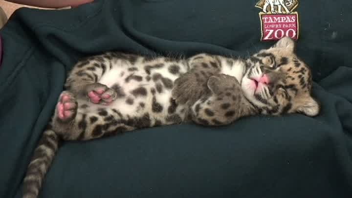 Clouded leopard Lowry Park Zoo