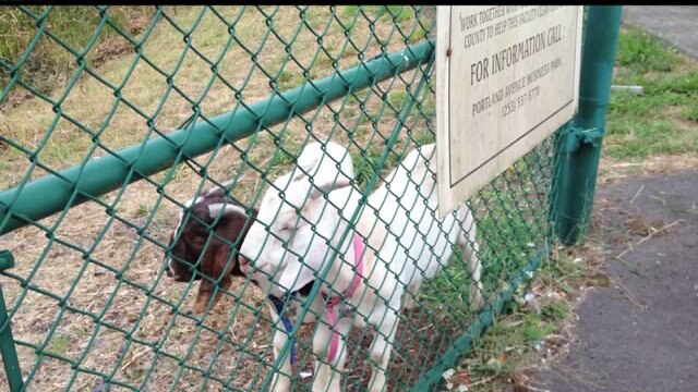 What attacked 2 pet goats near Tacoma?