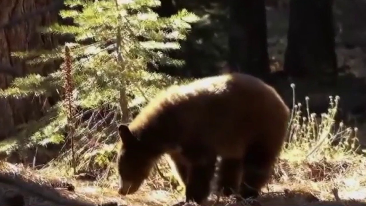 Bear safety this summer