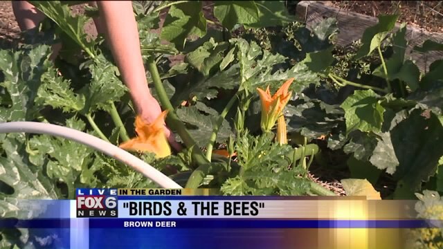 Learn a little about the "birds and the bees" in the garden