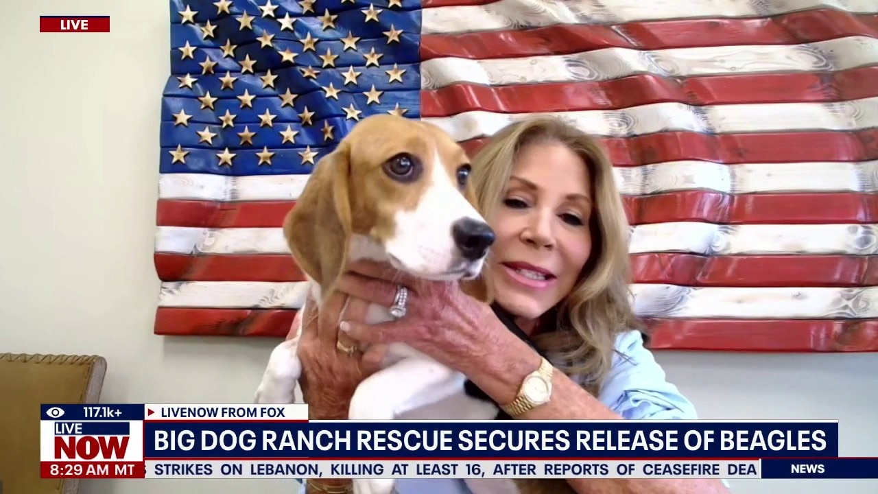 Big Dog Ranch rescue on beagles rescued