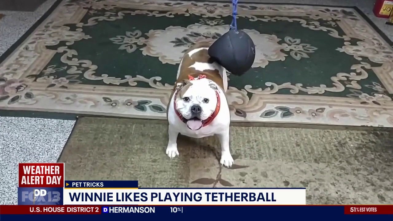 Pet Tricks for Wednesday, August 5