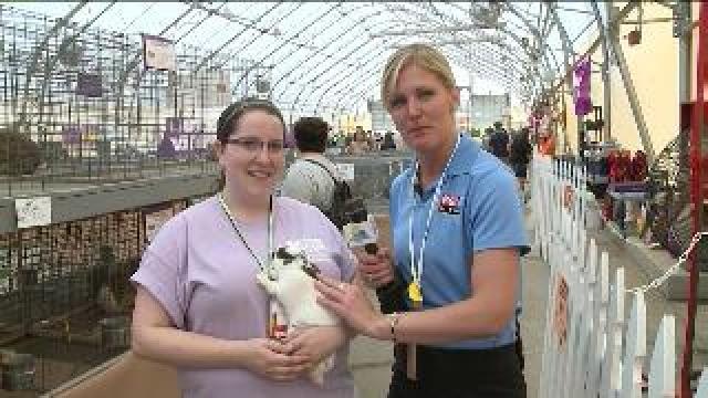 Laura checks out bunnies at the fair
