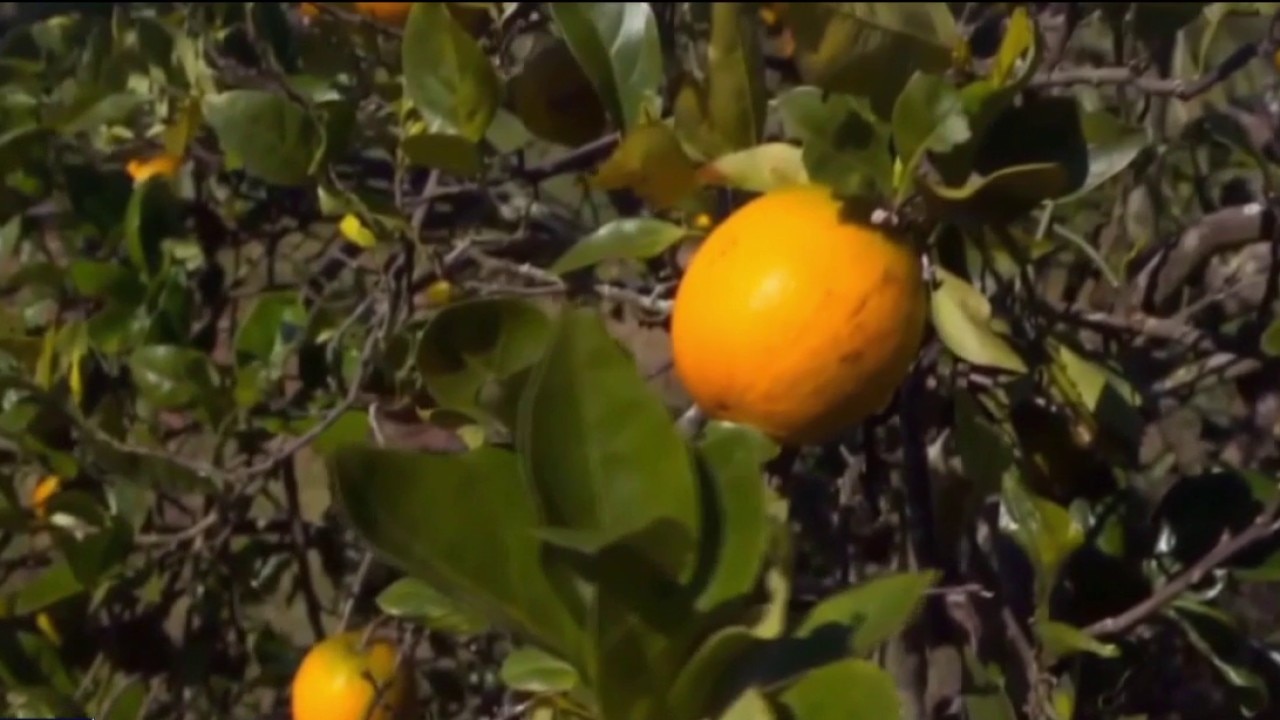 FDA updating decades-old orange juice rule
