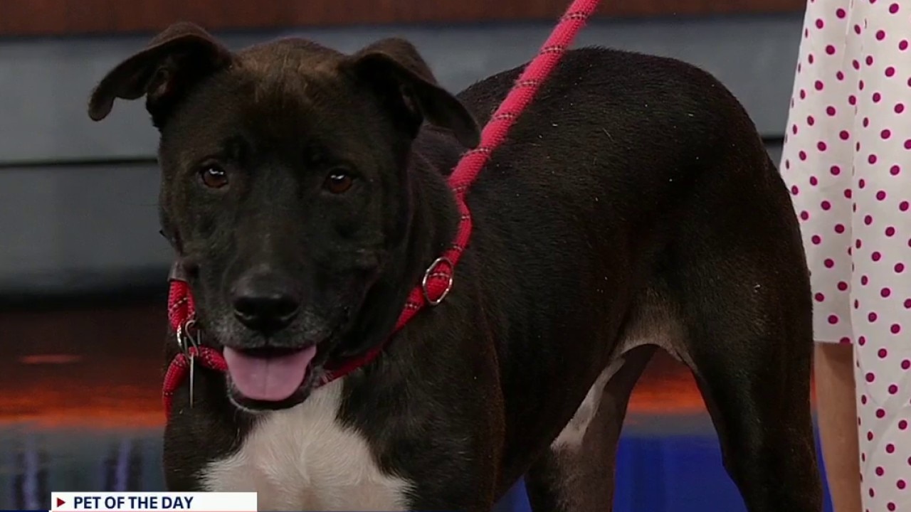 Pet of the day: Danny