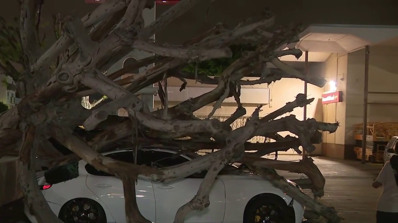 Tree topples onto cars in Hollywood