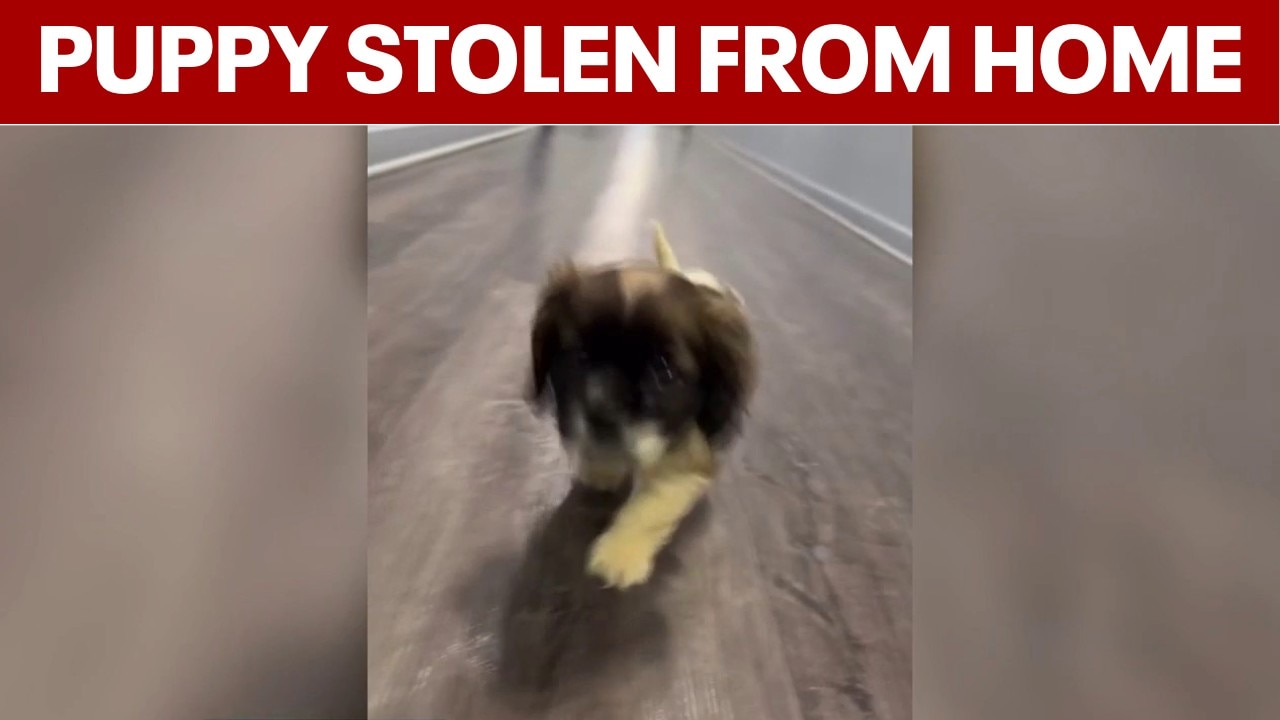 5 arrested for burglary in DC; puppy taken from home still missing