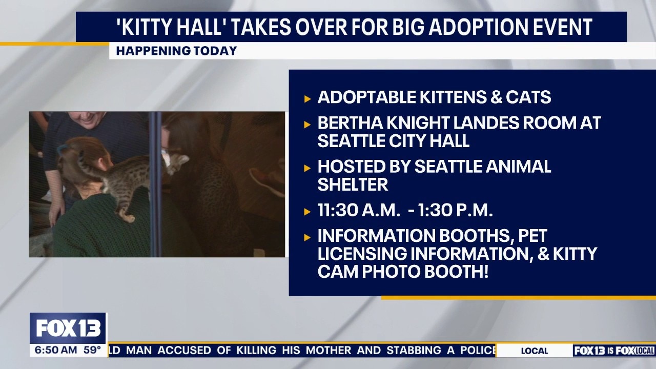 Seattle City Hall becomes 'Kitty Hall' for adoption event 