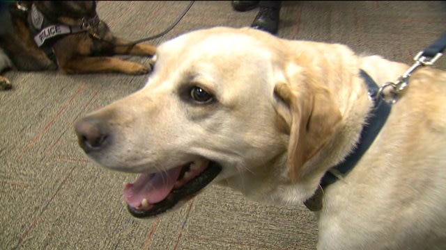 Police K-9 works through cancer diagnosis