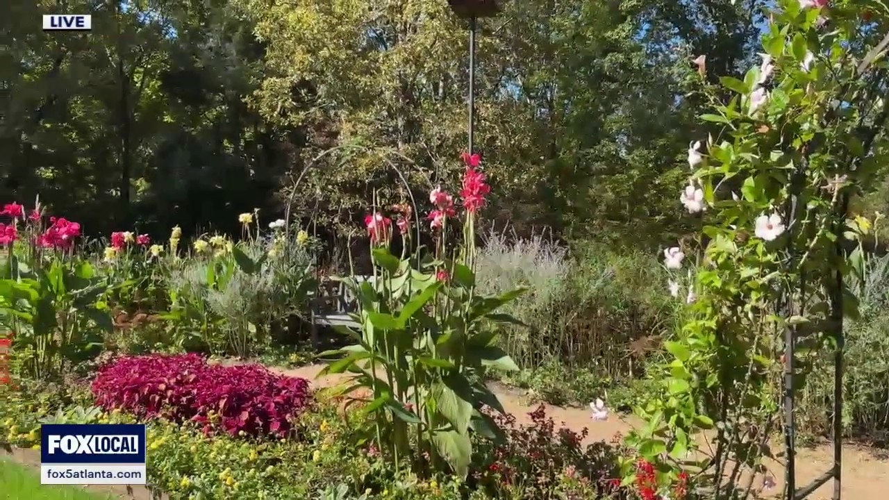 Catch the monarch migration at Gibbs Gardens in Ball Ground