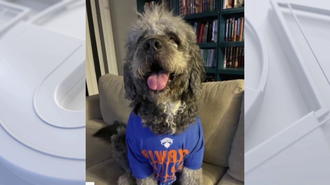 Calls grow for transparency after shooting of dog