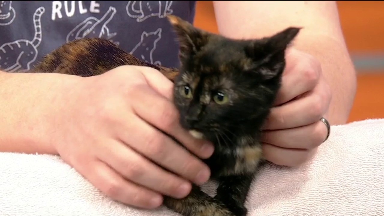 Pet of the day: Shiloh