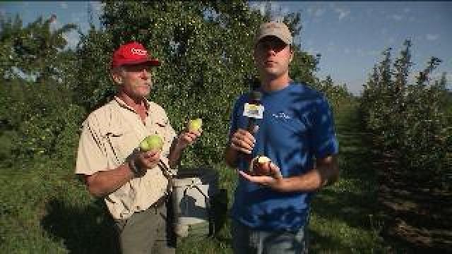 Chip kicks off apple picking season at Barthel Fruit Farm