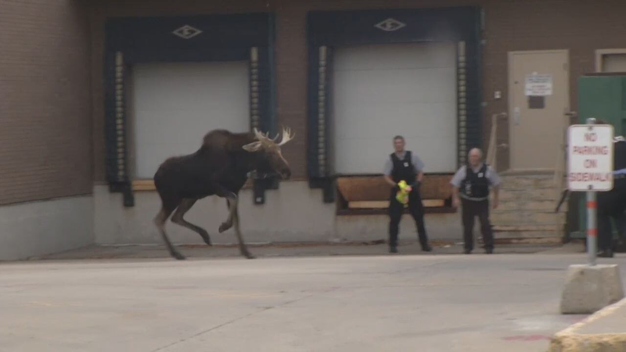 Moose on the loose escapes capture