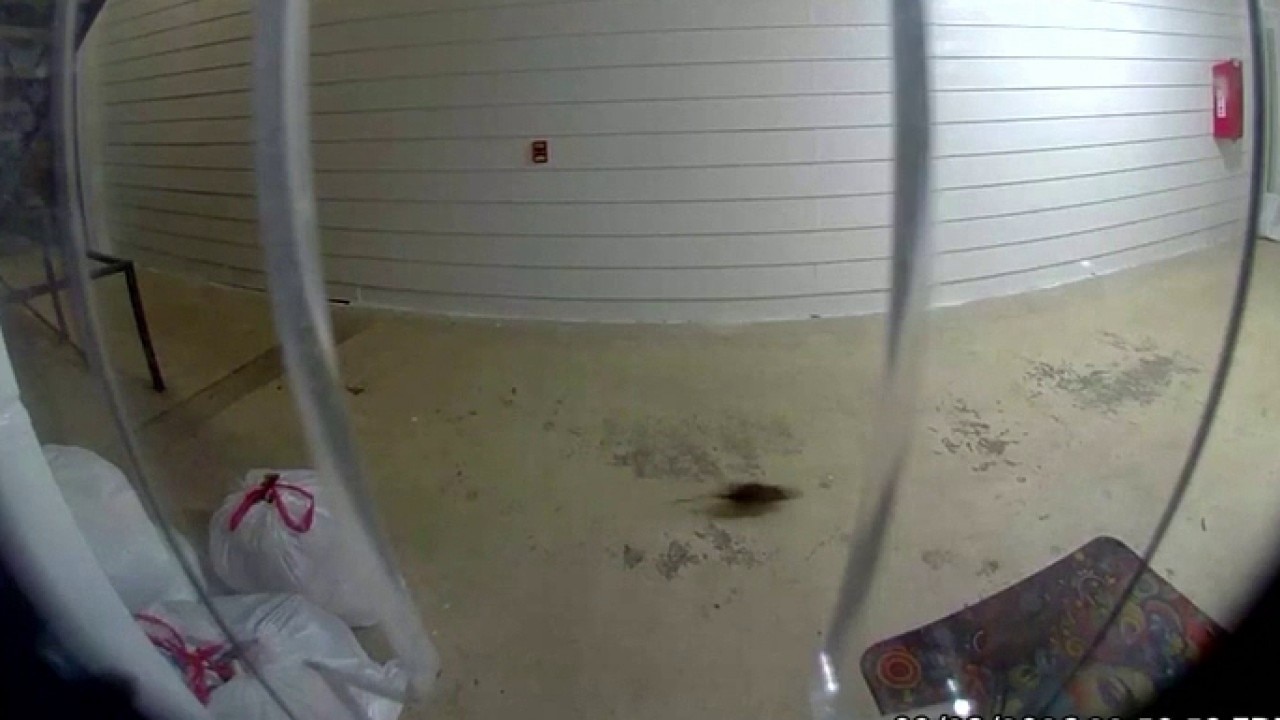 Pests infest Dunwoody complex after trash delay