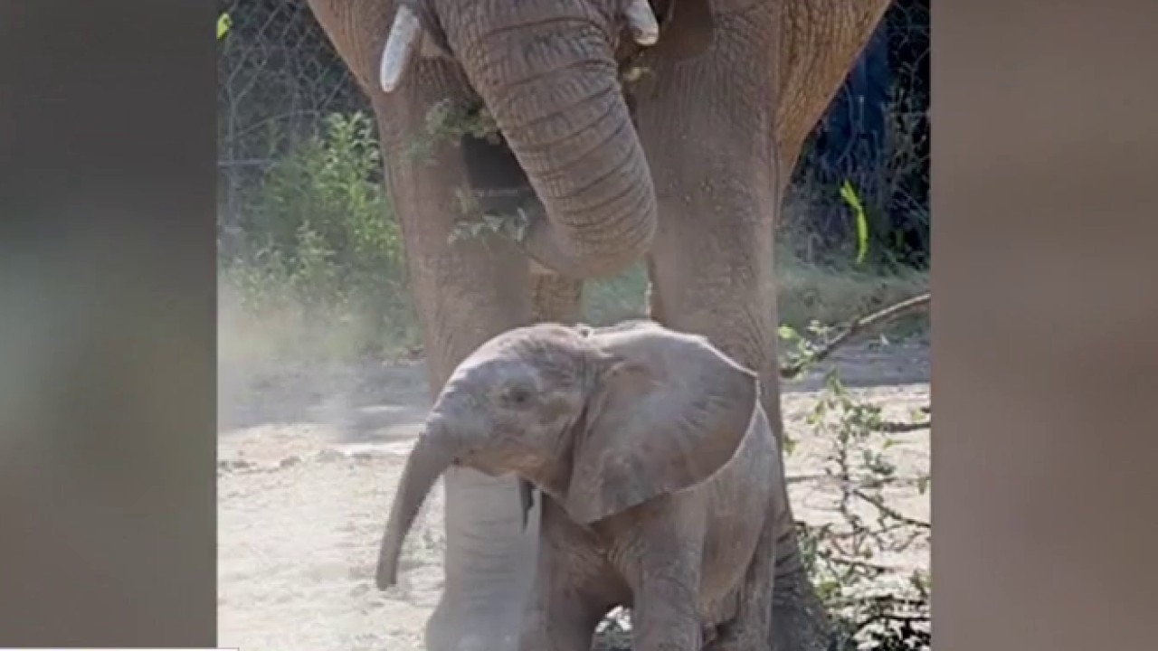 Dallas Zoo introduces 230-pound baby African elephant to the public