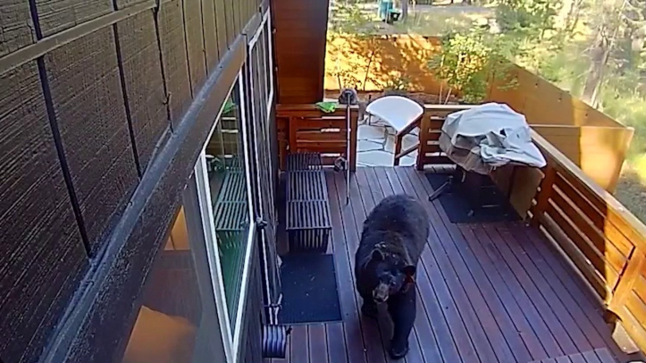 Bear enjoys stolen steak picnic after breaking into home