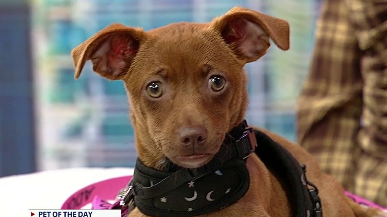 Pet of the day: Neveah